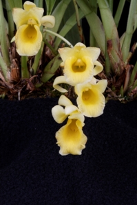 Ixyophora carinata Huntington's Gold CBR/AOS - flower
